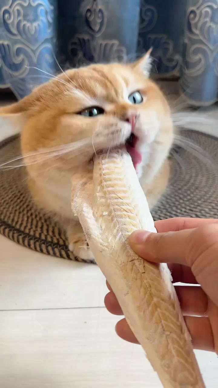 聪明的铲屎官早就不给猫咪吃鱼油了,这个一整个的鳕鱼冻干可太香