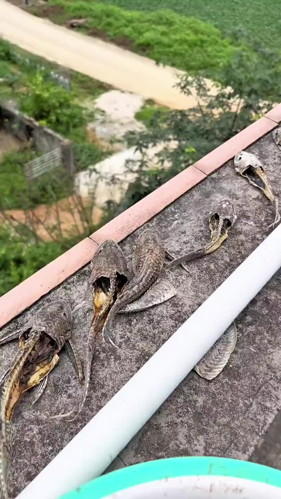 清道夫用水不能复活那么用这个呢？清道夫鱼 清道夫