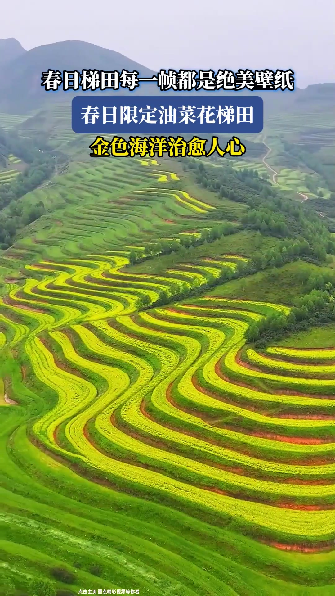 春日梯田每一帧都是绝美壁纸，限定油菜花梯田，金色海洋治愈人心