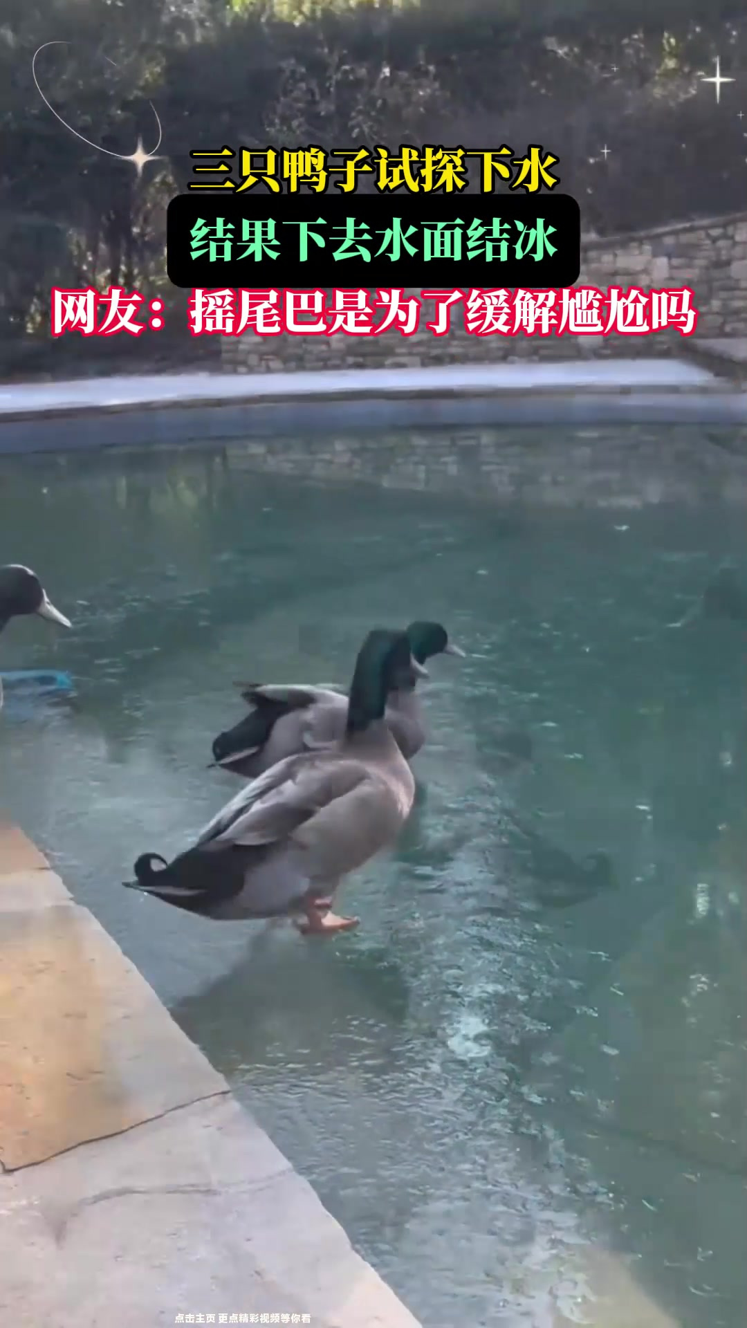 三只鸭子试探下水,结果下去水面结冰,网友:摇尾巴是缓解尴尬吗