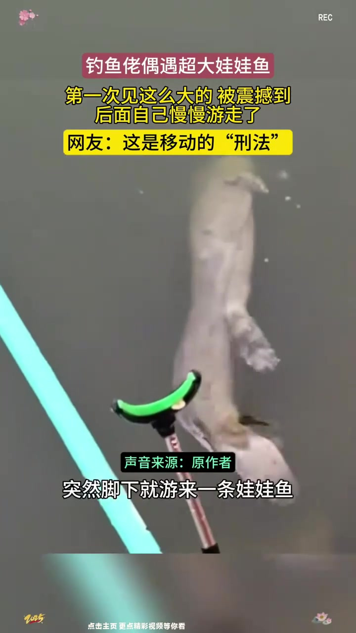 钓鱼佬偶遇超大娃娃鱼:第一次见这么大的,被震撼到,后面自己慢