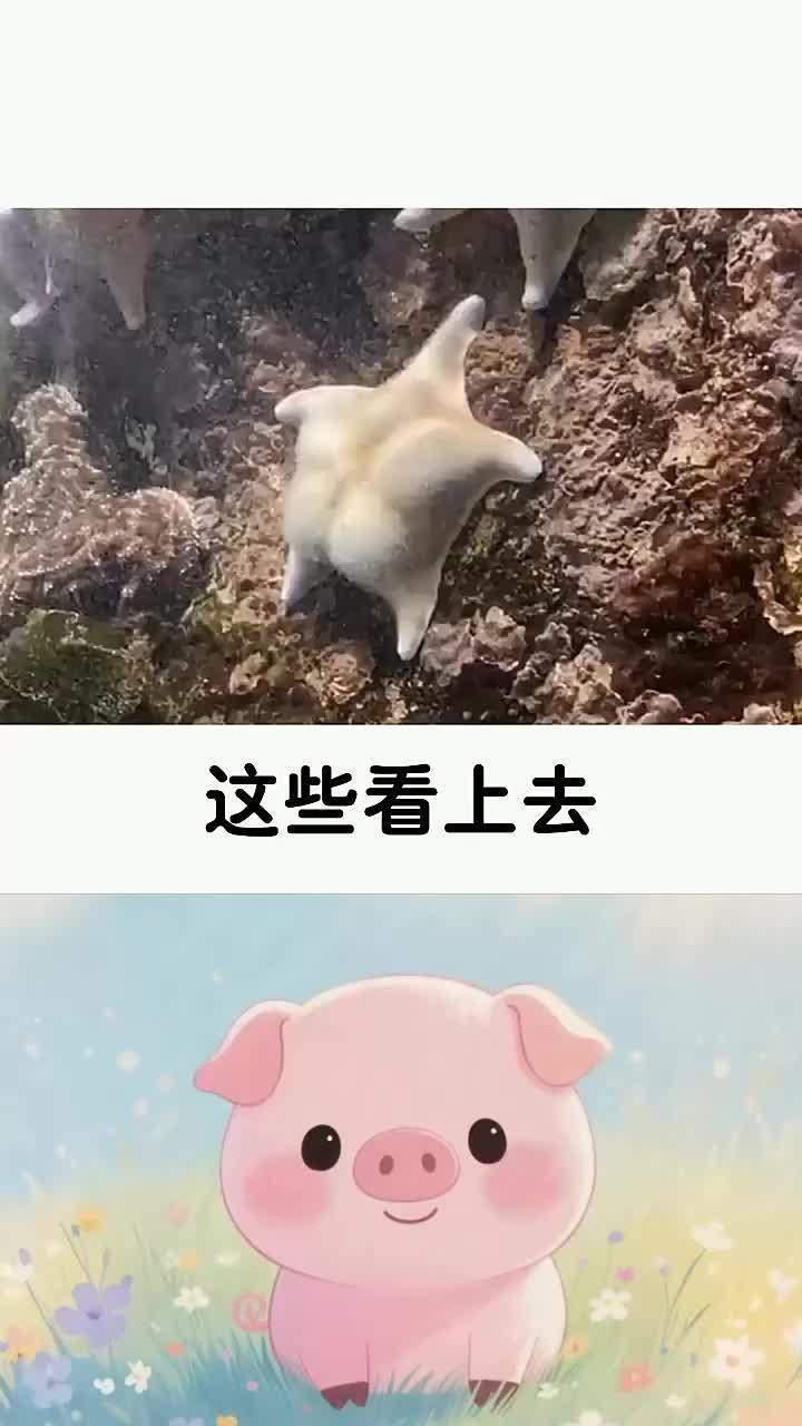 派大星的原型有够抽象的