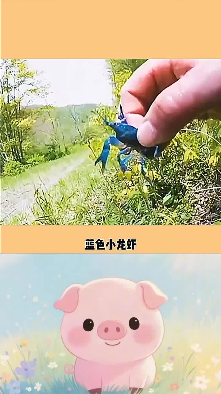 世界上最贵的小龙虾 你们有见过吗？