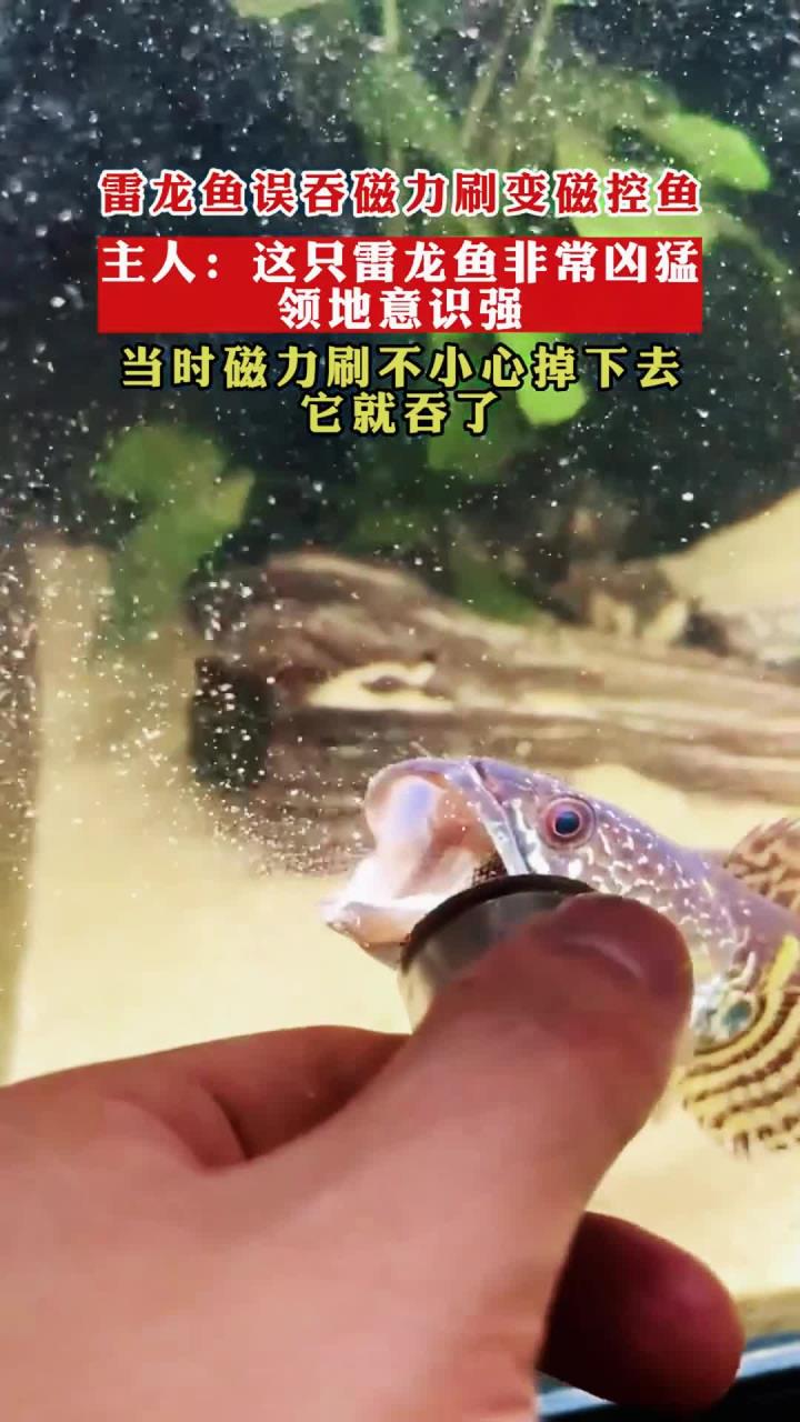 雷龙鱼误吞磁力刷变磁控鱼,主人:这只雷龙鱼非常凶猛领地意识强