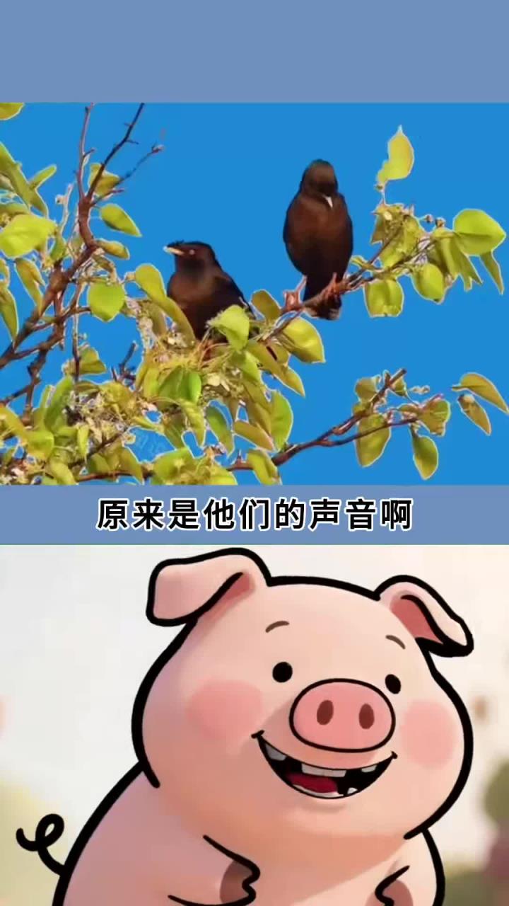 童年记忆的鸟叫声,一定有你熟悉的声音