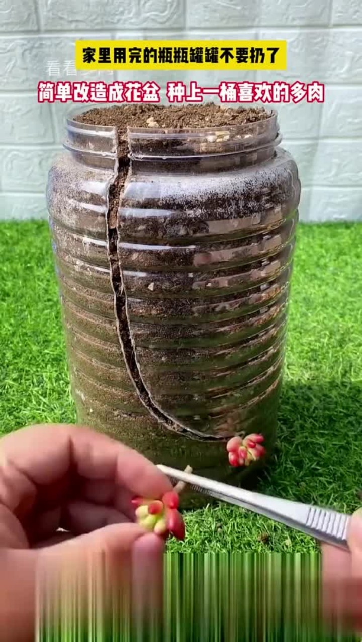 家里用完的瓶瓶罐罐不要扔了,简单改造成花盆,种上一桶喜欢的多肉
