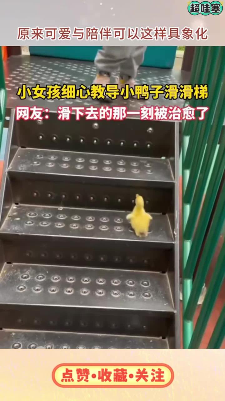 暖心暴击！小女孩耐心教宠物鸭滑滑梯，鸭鸭轻盈跃起似懂主人心，原来可爱与陪伴可以这