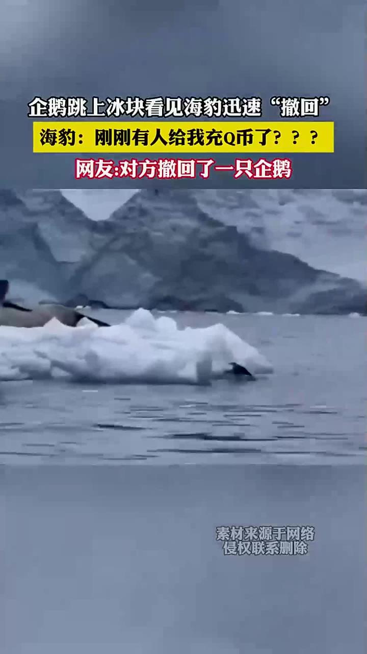 企鹅跳上冰块看见海豹迅速“撤回”,海豹:刚刚有人给我充Q币了