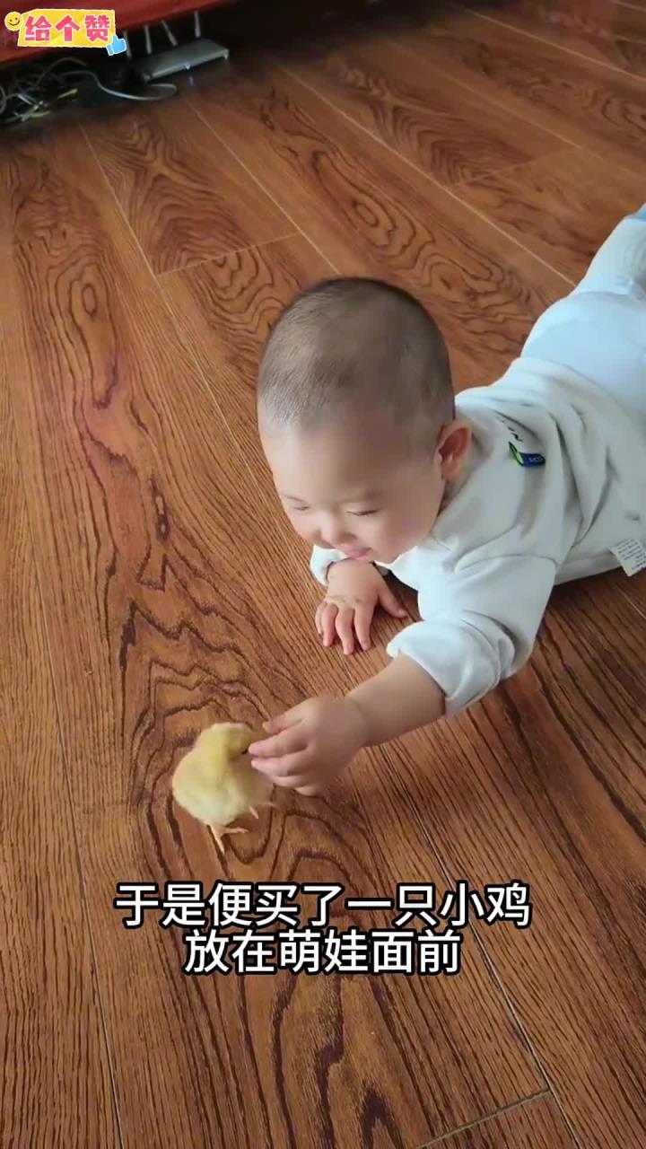 看着小鸡的样子 真是太可爱了