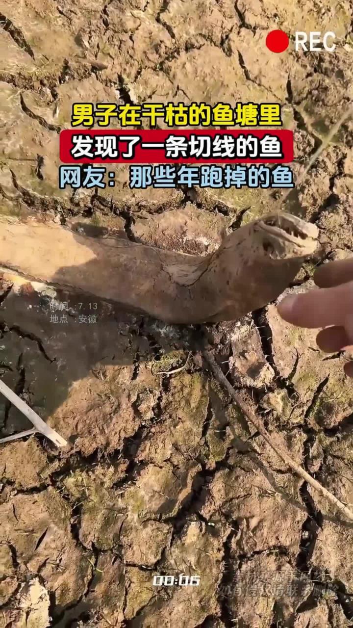 男子在干枯的鱼塘里，发现了一条切线的鱼，网友：那些年跑掉的鱼
