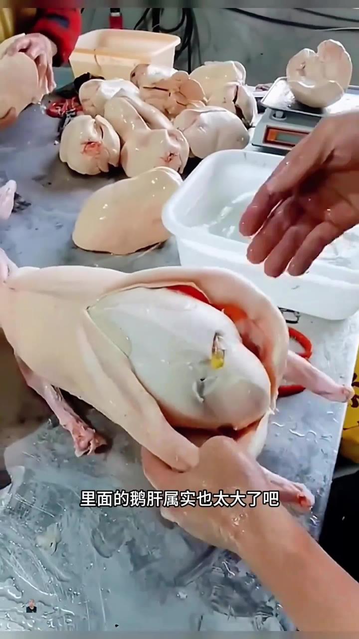 大鹅取鹅肝，鹅肝太大了，专业