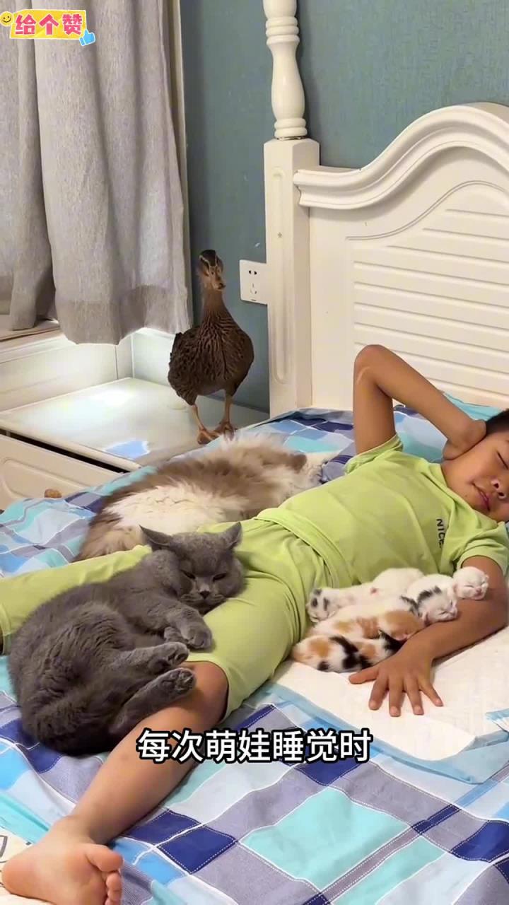 看着这猫咪和鸭子 真是太可爱了
