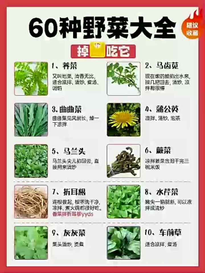 60种野菜大全,掉秤掉得快