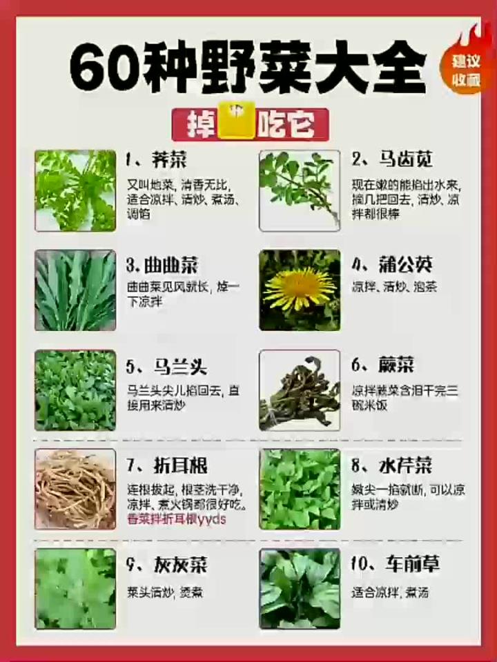 60种野菜大全,掉秤掉得快