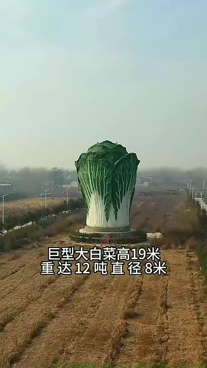 巨型大白菜高19米,寓意聚财,招财,发财,百财聚来旅游推荐