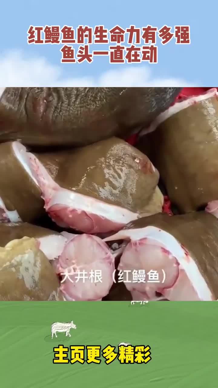 红鳗鱼的生命力有多强,鱼头一直在动!