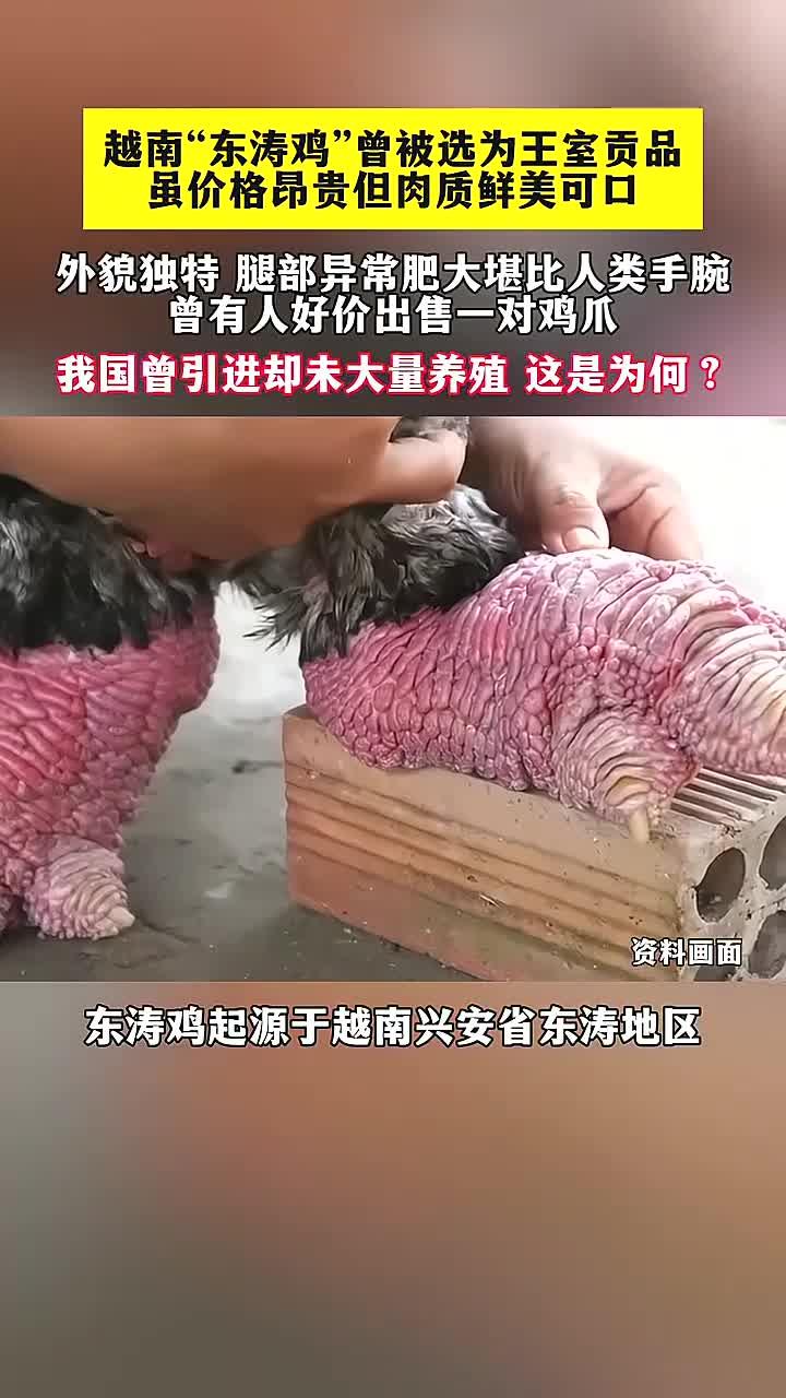 越南东涛鸡曾被选为王室贡品,我国曾引进却未大量养殖 这是为何
