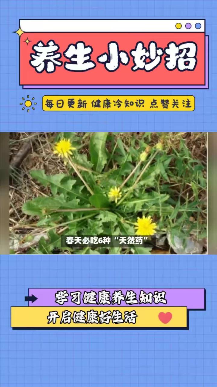 春季多吃应季野菜,营养丰富不可错过,对身体健康特好,老少皆宜
