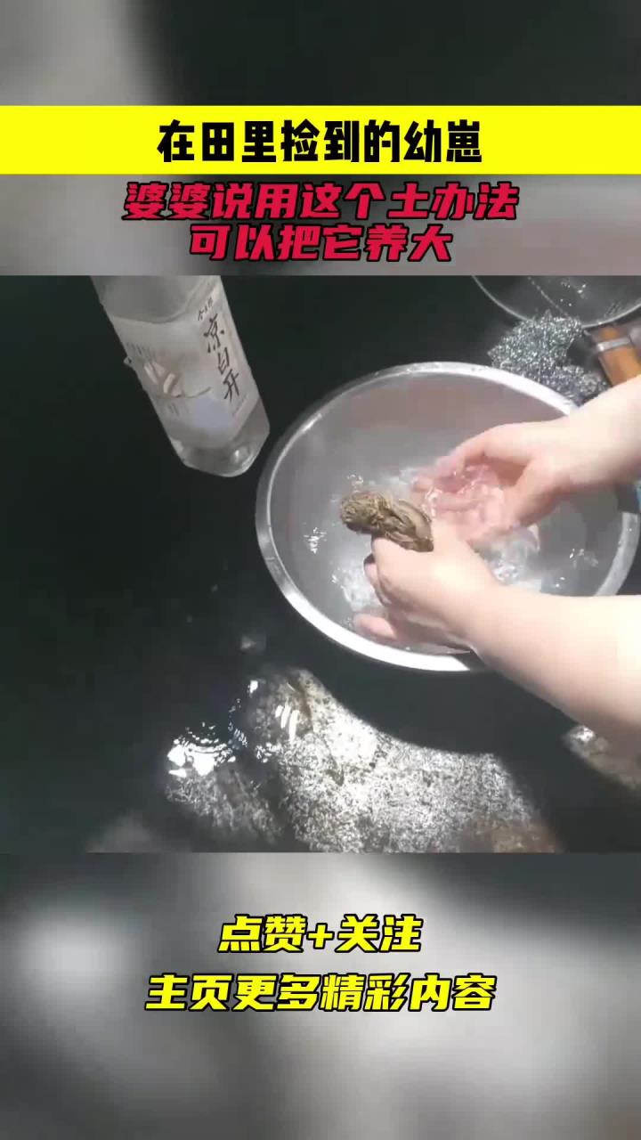 在田里捡到的幼崽,婆婆说用这个土办法,可以把它养大