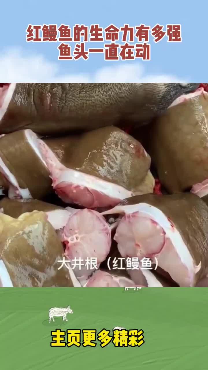红鳗鱼的生命力有多强,鱼头一直在动!