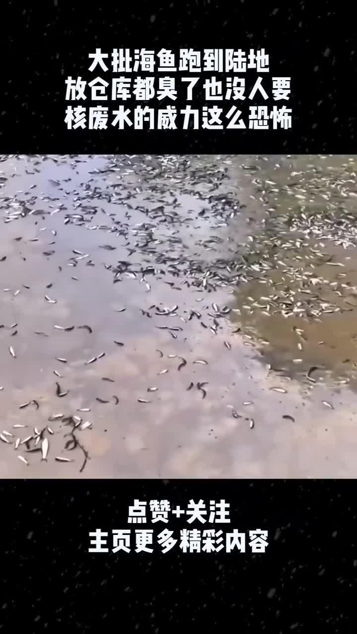 大批海鱼跑到陆地,放仓库都臭了也没人要,核废水的威力这么恐怖