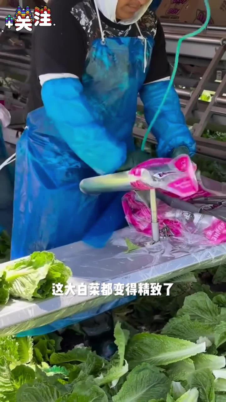 大的小的都是白菜，包装好就卖的贵，还是农村自己种的小白菜好！