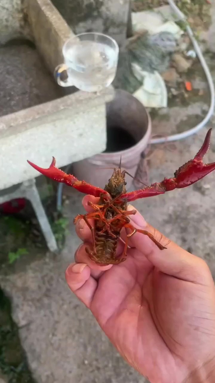 男子把小龙虾冻进冰箱,没想到龙虾居然可以“复活”