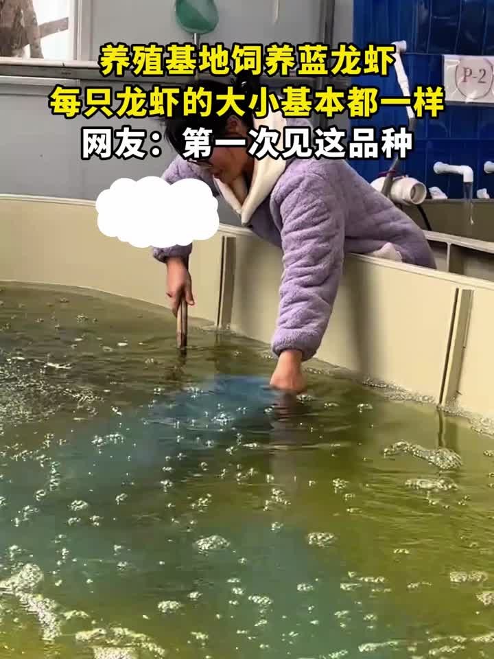 养殖基地饲养蓝龙虾,每只龙虾的大小基本都一样,网友:第一次见