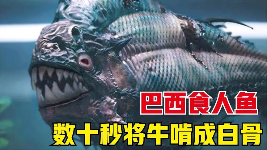 可怕的海洋生物,巴西食人鱼可在数十秒内将牛啃成白骨
