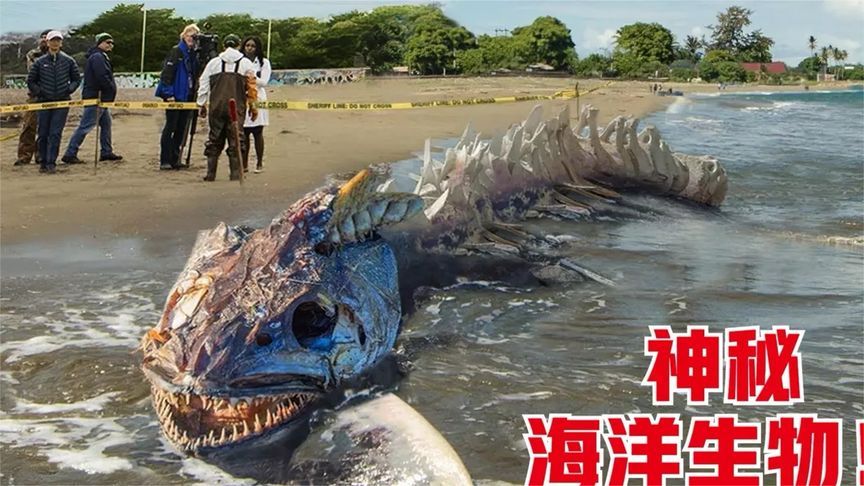 盘点4个在海边发现的奇怪东西，海边发现神秘海洋怪物的尸体