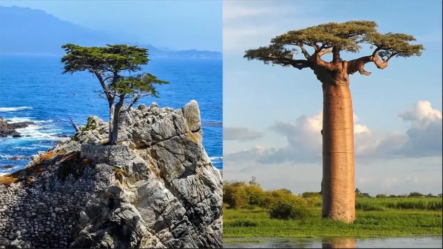 盘点大自然创造的4种不可思议的树,这才是大自然的魅力所在!