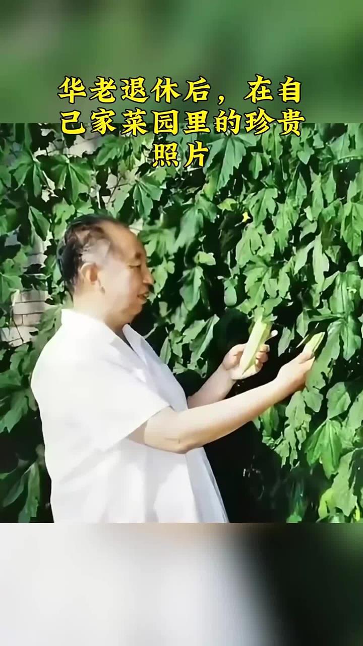 华老退休后,在自己家菜园里的珍贵照片