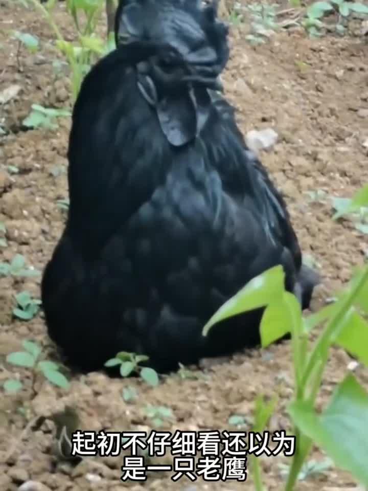 这是什么品种的鸡也太黑了吧