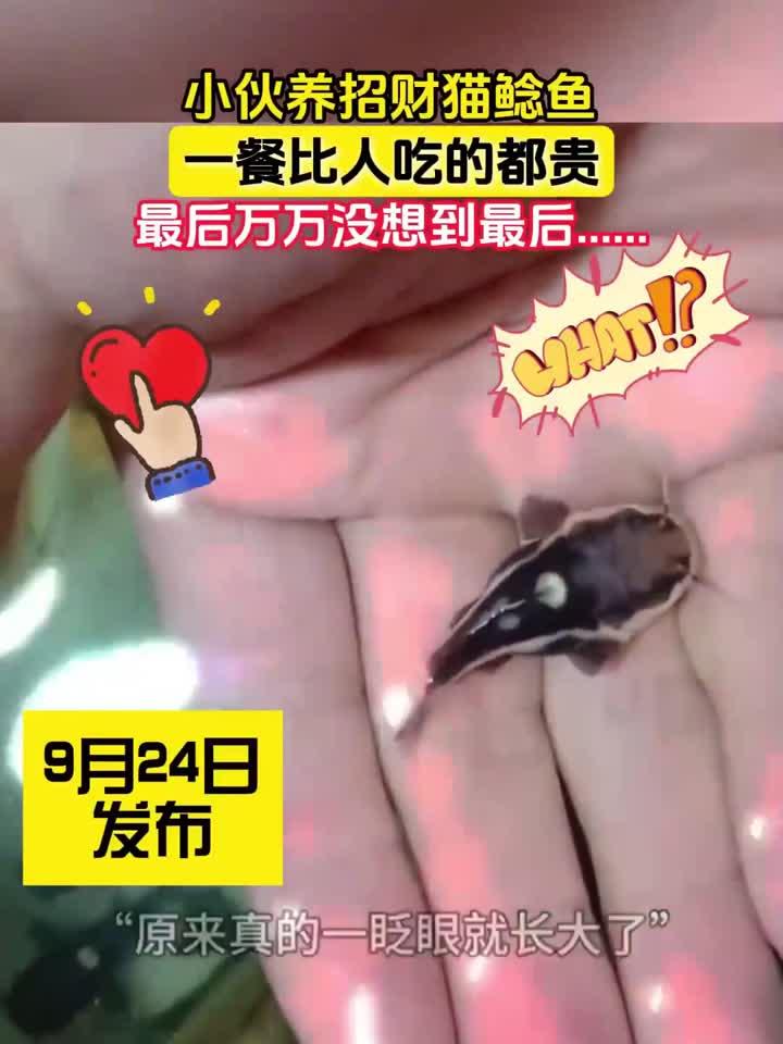 小伙养招财猫鲶鱼,一餐比人吃的都贵