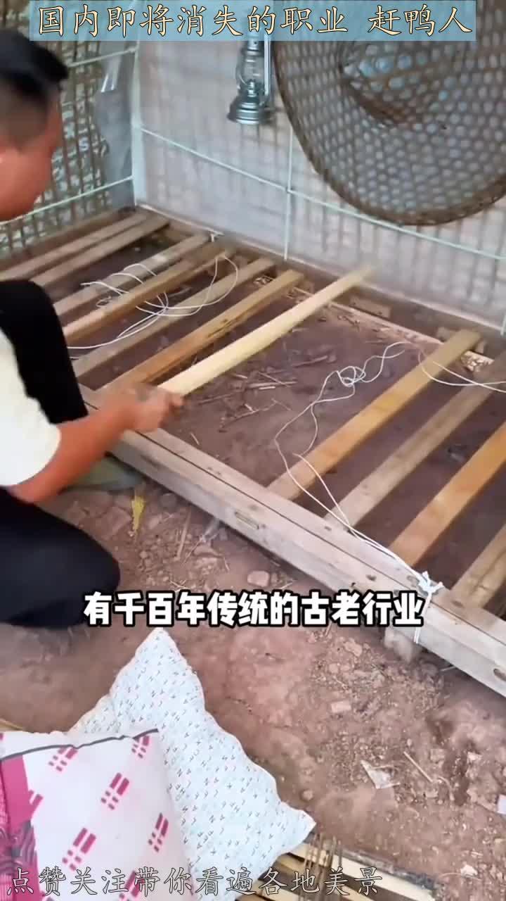 国内即将消失的职业 赶鸭人