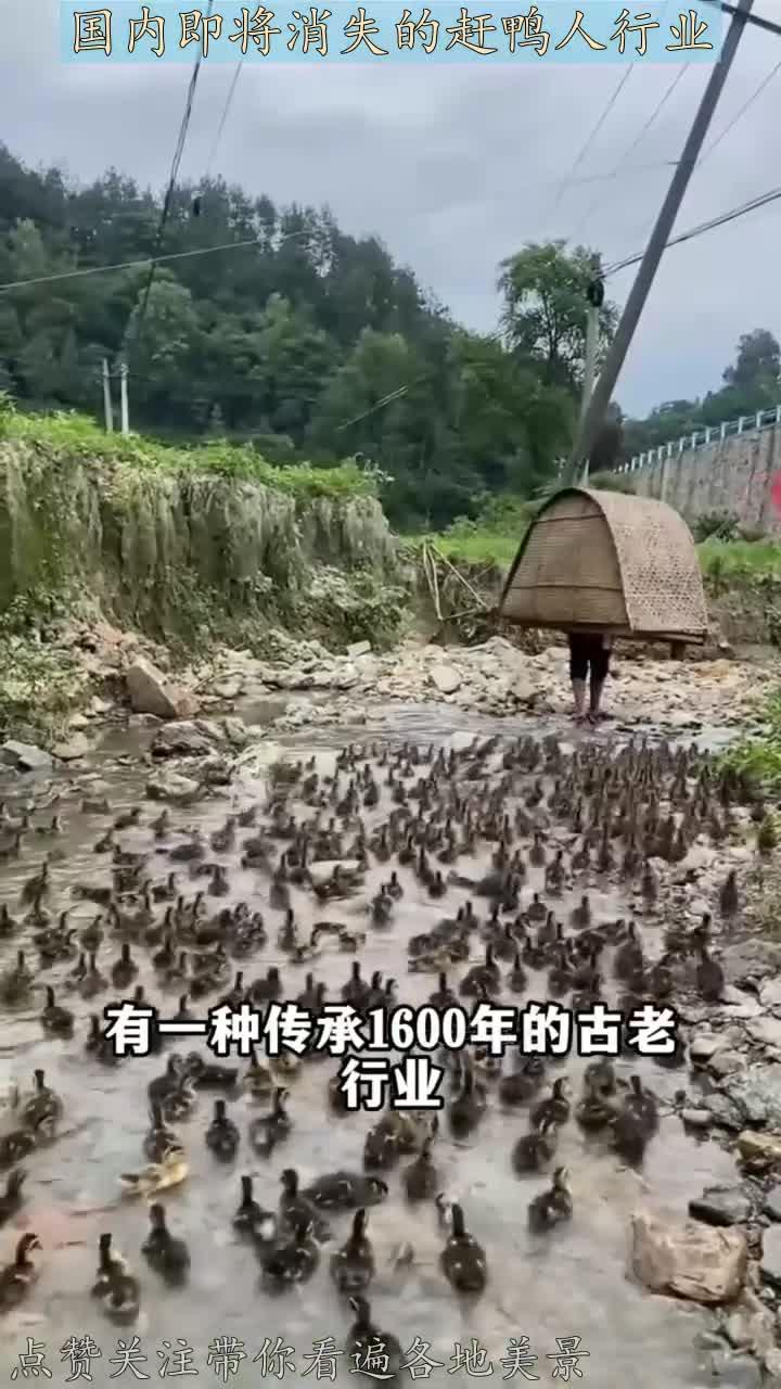 国内即将消失的赶鸭人行业