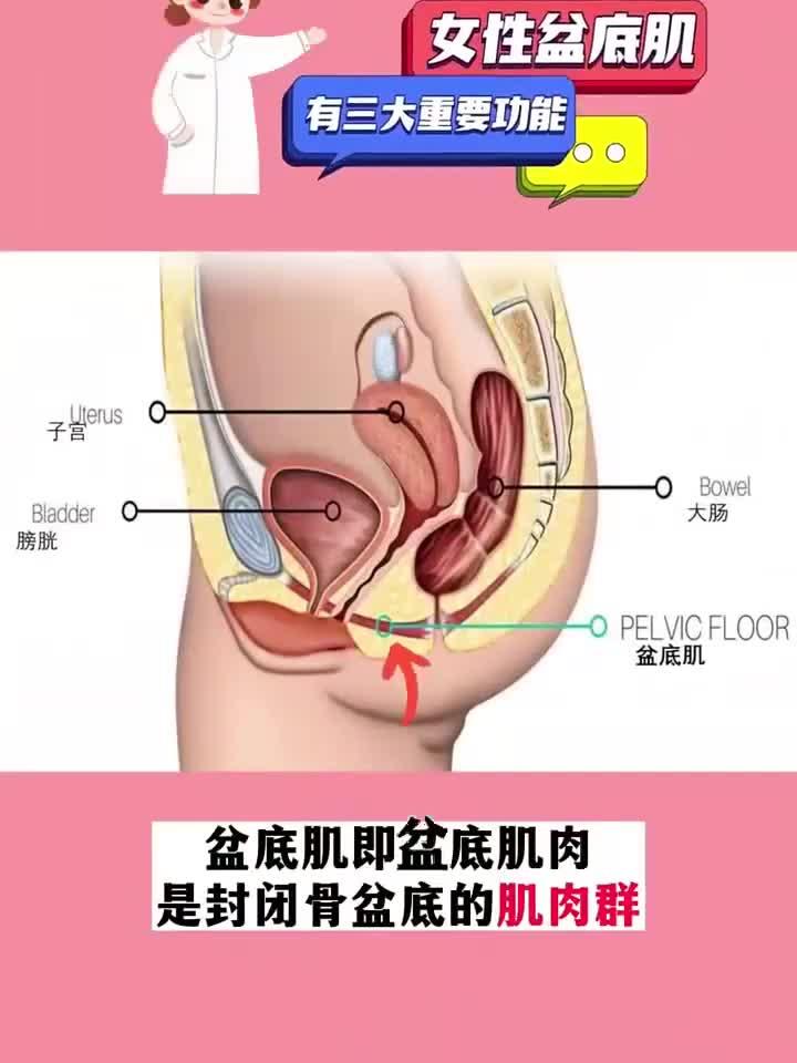 女性盆底肌的重要功能