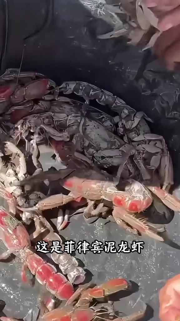 分享12种虾的种类，看看你认识哪几种？