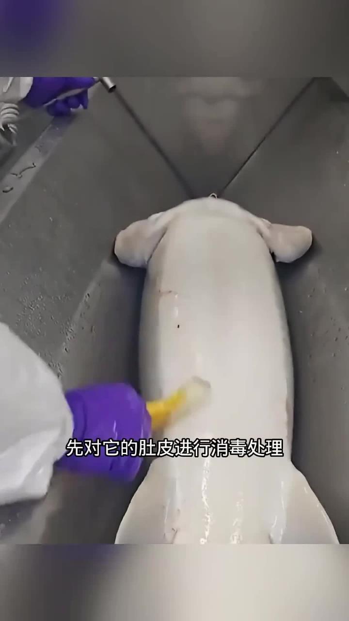 取鱼籽的过程，原来鱼还可以存活