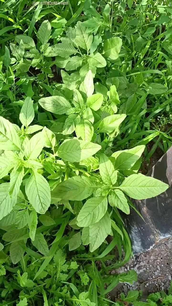 野苋菜的功效与作用