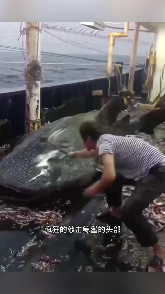 鲸鲨，世界上最大的鲨鱼，也是海洋中体型最大的鱼类
