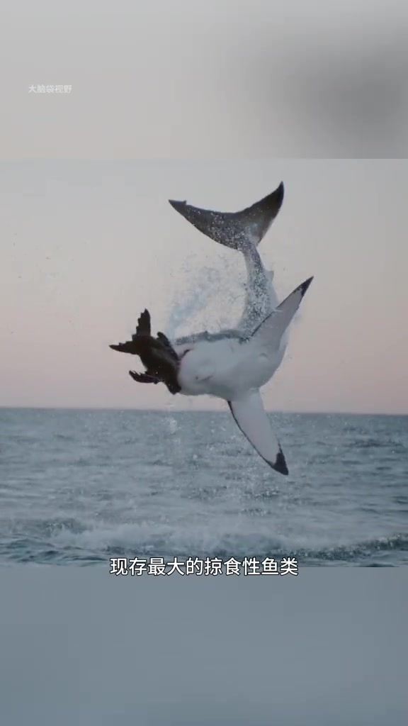 大白鲨，海洋里最恐怖的鲨鱼，幼崽出生后就会被母亲吃掉