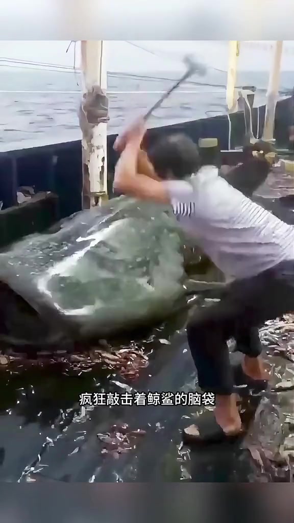 鲸鲨世界上最大的鱼类，体长可达20米，体重超过10吨！