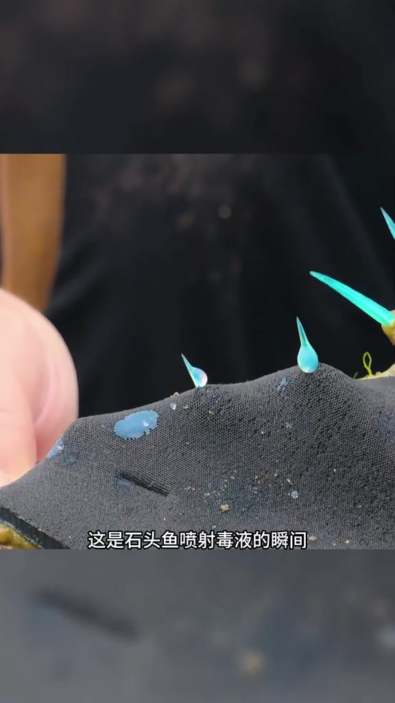 石头鱼身含剧毒让人畏惧！鮟鱇鱼吃“软饭”让人佩服！