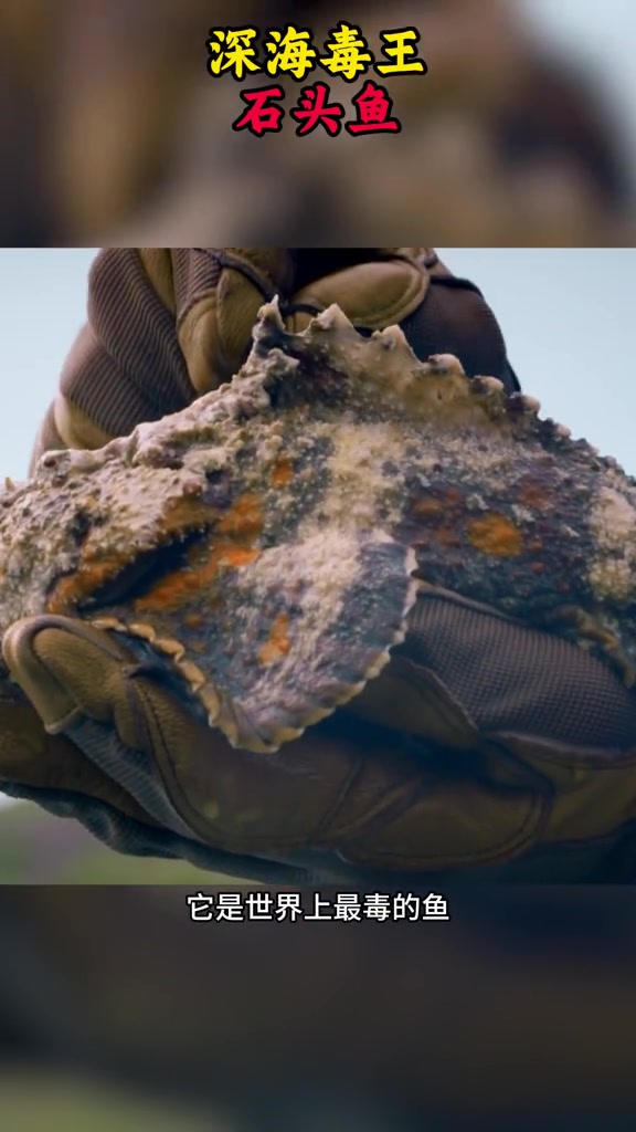 石头鱼世界最毒的鱼！一旦被刺中，数分钟人便没了！