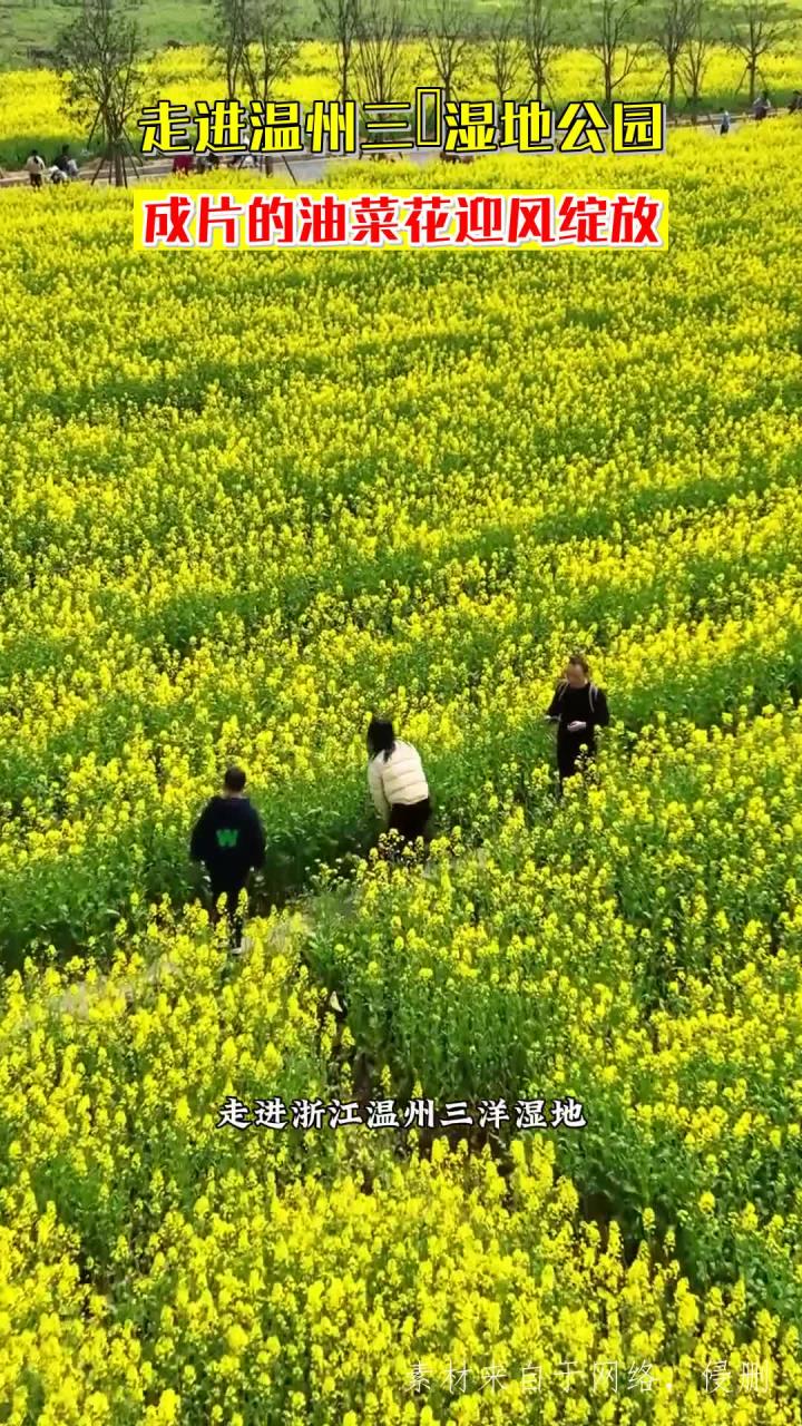 走进温州三垟湿地公园，成片的油菜花迎风绽放
