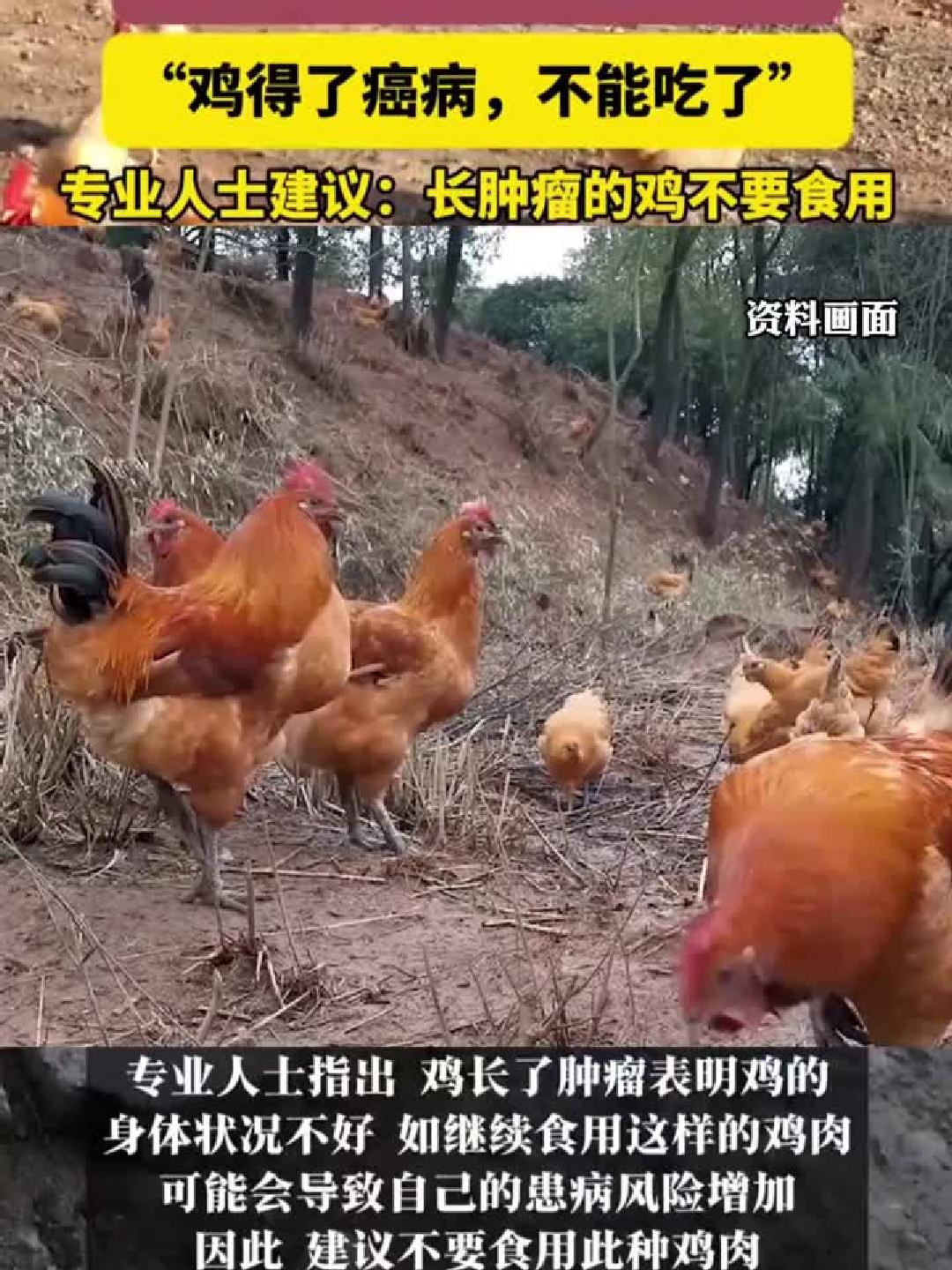 奶奶杀鸡发现体内有肿瘤，专业人士建议：长肿瘤的鸡不要食用