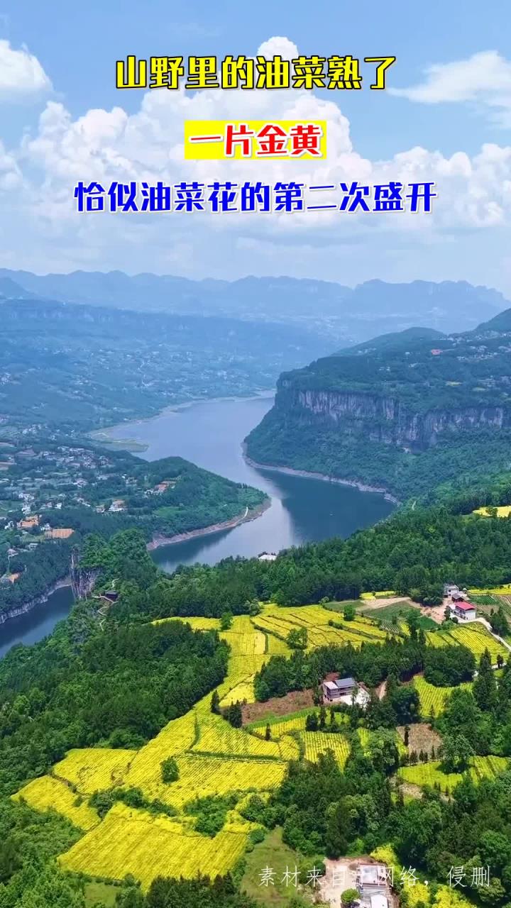 山野里的油菜熟了,一片金黄,恰似油菜花的第二次盛开