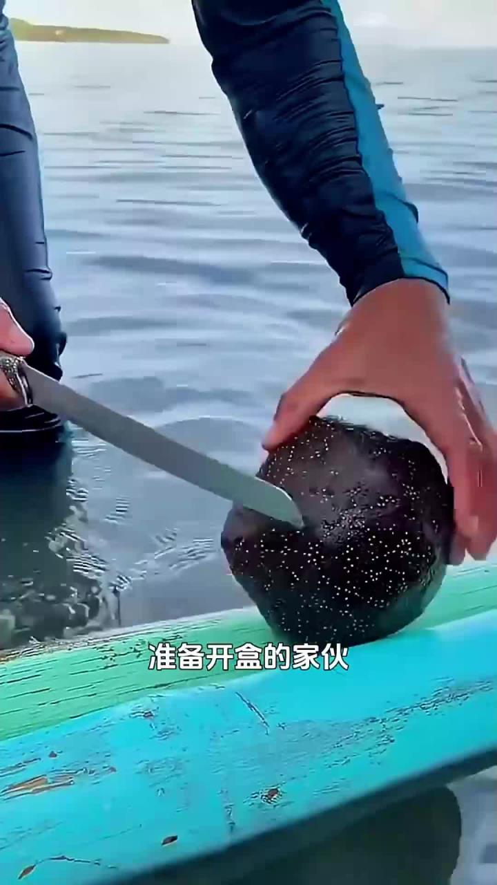 面包海星，一种胖胖的棘皮动物，神奇的动物世界