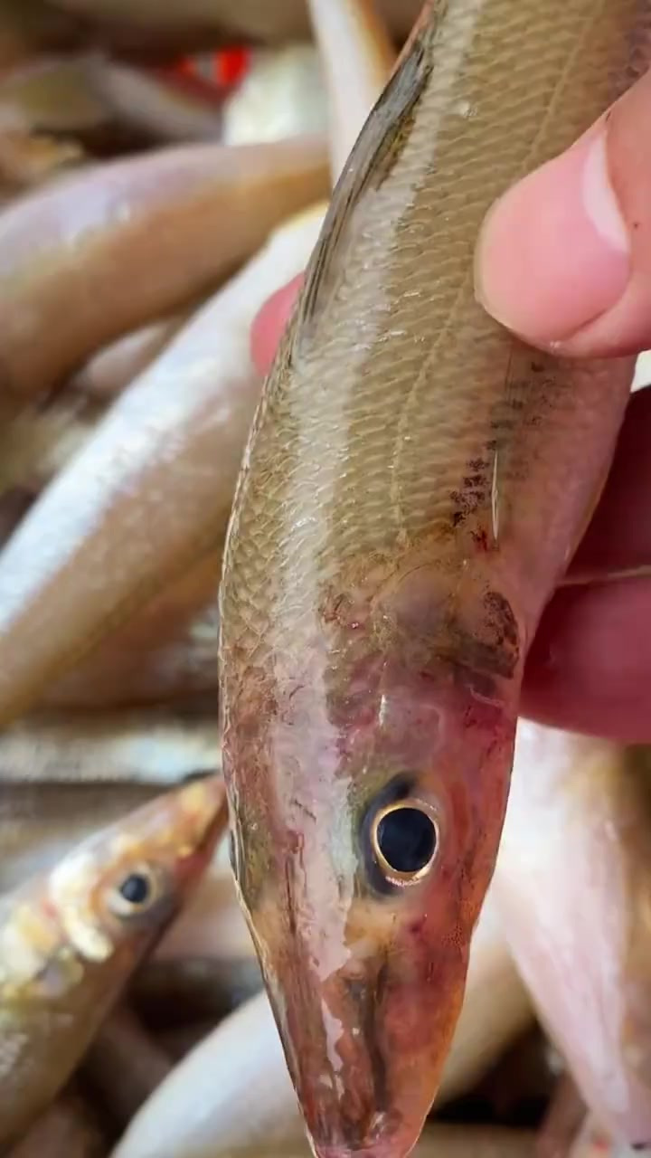 沙丁鱼又叫沙尖鱼，别看个头小，人家刺很少，肉质鲜嫩，香煎一